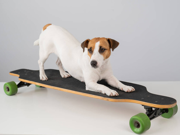 Dog jack russell terrier posing on a longboard in front of a white background - Foto, afbeelding