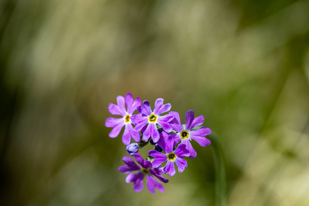 Primula farinosa flower growing in meadow - Photo, Image