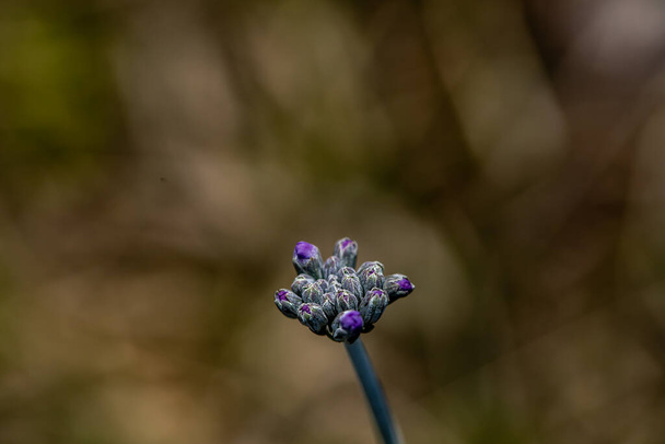 Primula farinosa fleur dans le pré, gros plan - Photo, image