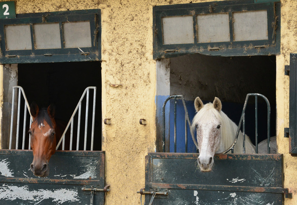 Франция, конный центр Ле Туке
  - Фото, изображение