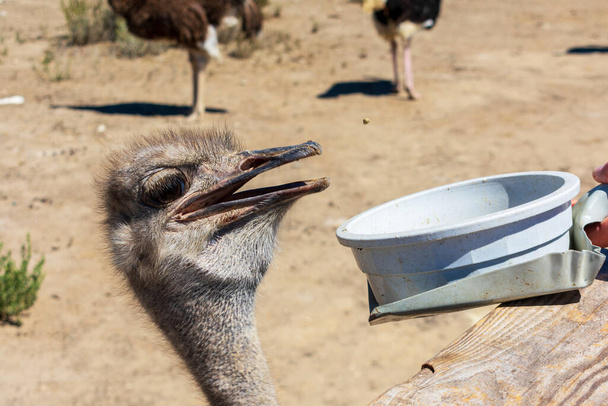 Удивлённая голова страуса с открытым ртом во время кормления. Страусиный портрет. - Фото, изображение
