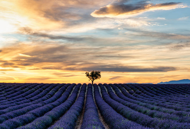Lavendelfeld blüht bei Sonnenuntergang mit einem Baum in der Mitte der Skyline - Valensole, Provence, Frankreich - Foto, Bild