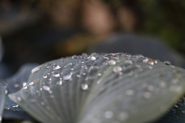 texture of leaves in garden covered with drops in the morning - Fotografie, Obrázek
