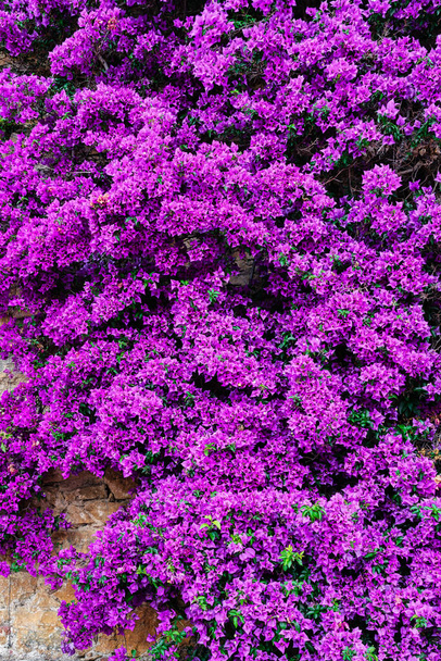 lila virágszirmok textúra - virágok backgroun - Fotó, kép