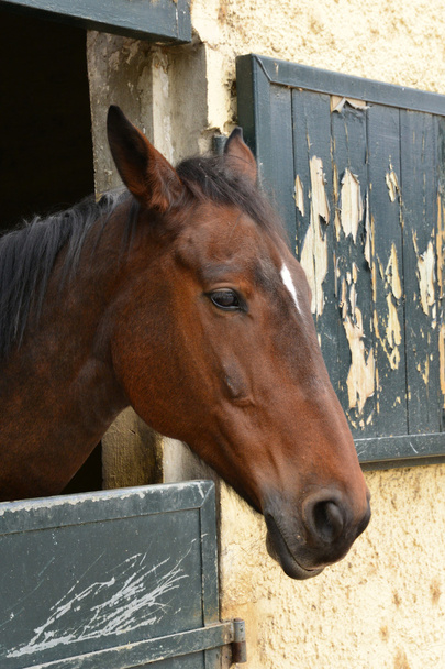 フランス、ル ・ トゥケの乗馬センター  - 写真・画像