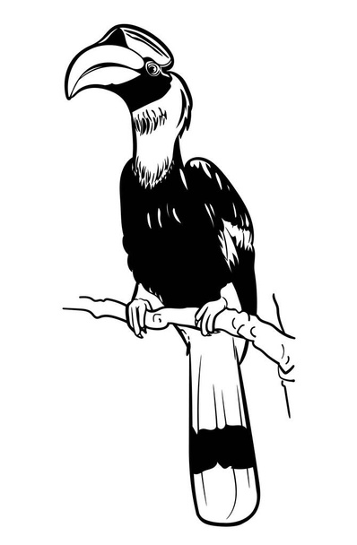 Drawing of Great hornbill bird hold on twig, vector illustration - Διάνυσμα, εικόνα