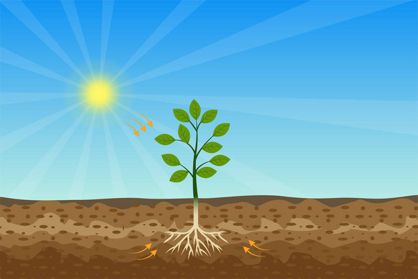 Processus de photosynthèse avec arbre vert et soleil brillant et vecteur de sol dur. Un arbre se nourrit du soleil et du sol. Une plante verte produit de l'oxygène et du sucre grâce à la lumière du soleil et aux minéraux. - Vecteur, image
