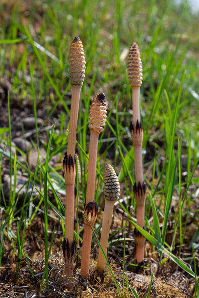 Equisetum arvense, the field horsetail or common horsetail, is an herbaceous perennial plant of the family Equisetaceae. Horsetail plant Equisetum arvense. - Photo, Image