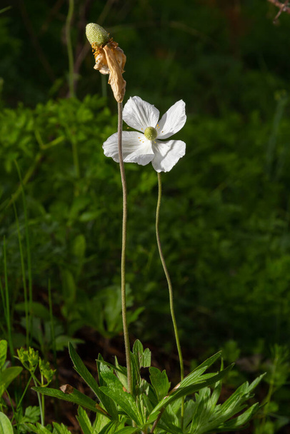 Fading white flower of snowdrop anemone, Anemone sylvestris, in the middle of steles, closeup with selective focus. - Photo, Image