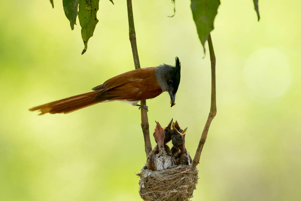 Азиатский рай мухоловка кормит цыплят в гнезде - Фото, изображение