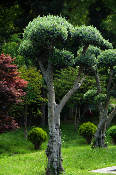 Парк растений с красивой топиарной стрижкой.  - Фото, изображение