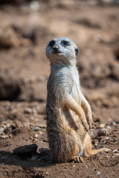 Portrait of a meerkat watching the surroundings. - 写真・画像