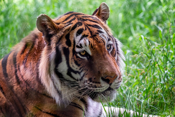 Vista frontal del tigre siberiano acostado en la hierba. Panthera tigris altaica - Foto, Imagen