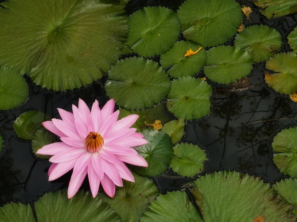 white pink flower Water lily Plantae, Sacred Lotus, Bean of India, Nelumbo,  name flower in pond Large flowers oval buds Pink tapered end center of the petals are bloated green large leaves stalk Rod lengthy environment nature background in pool - Фото, изображение
