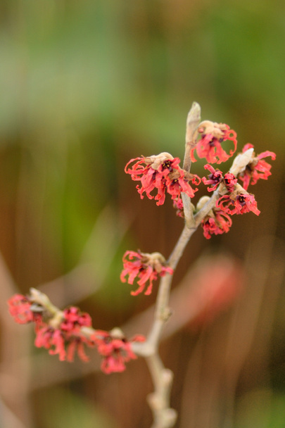 floração com avelã
 - Foto, Imagem
