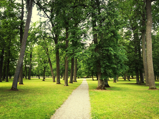 Caminho no parque de verão verde
 - Foto, Imagem