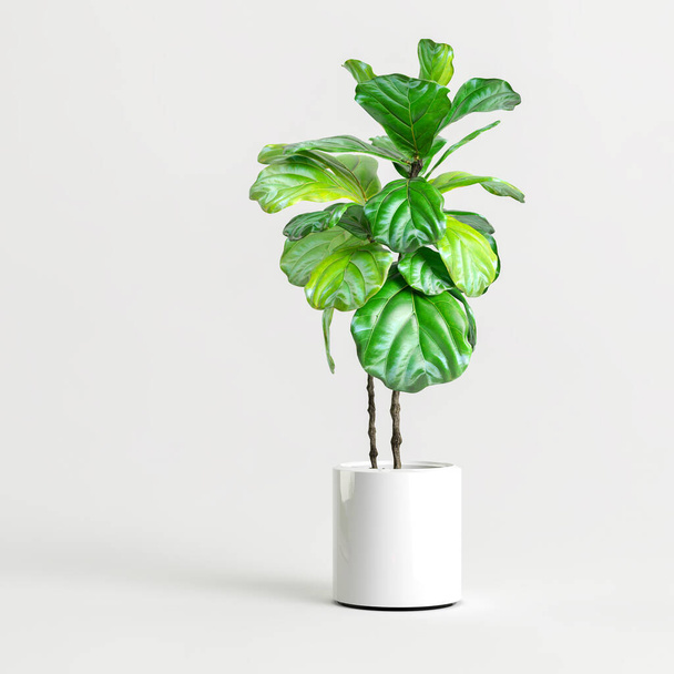 白地に隔離された観葉植物の3Dイラスト - 写真・画像