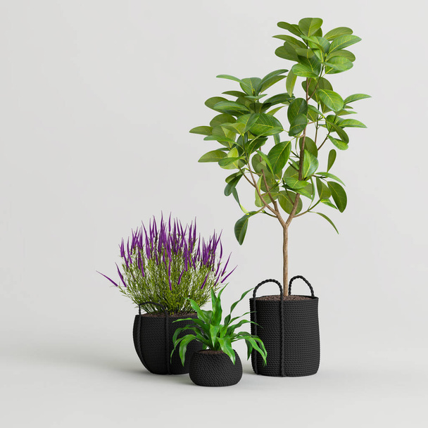 Illustration 3D de la collection de plantes décoratives isolées sur fond blanc - Photo, image