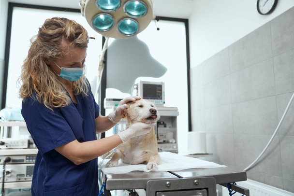 Médica preparar cão para a cirurgia  - Foto, Imagem