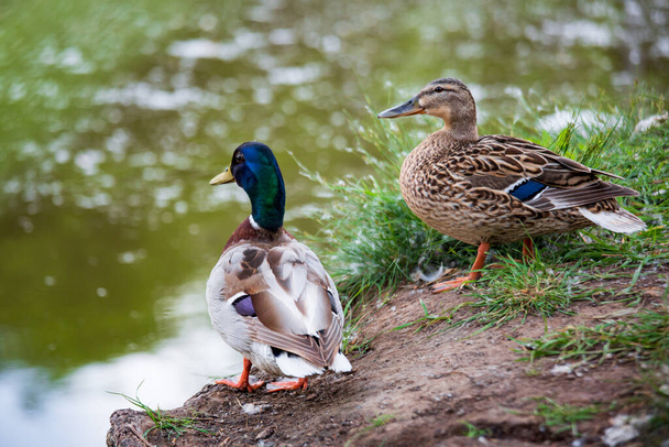 Close-up portrait of a male and female ducks couple standing on a tree roots near a pond shot with telephoto lens with nice blurred background and foreground and with copy space - Photo, Image