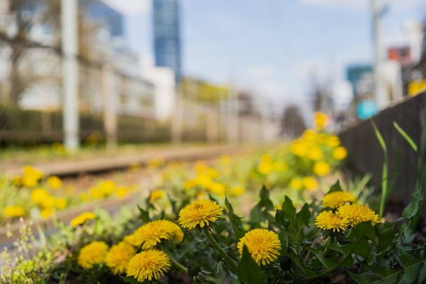 Close up view of dandelions on urban street - Photo, Image