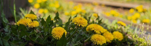 Close up view of yellow dandelions outdoors, banner  - Photo, Image