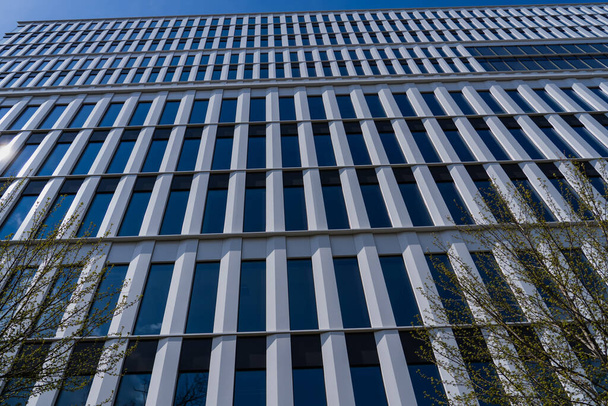 Вид с низкого угла на деревья возле здания во Вроцлаве - Фото, изображение