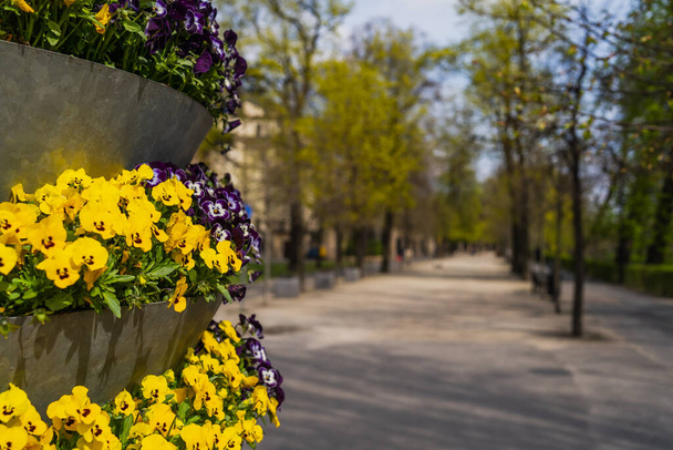 Blooming flowers on blurred urban street in Wroclaw - 写真・画像