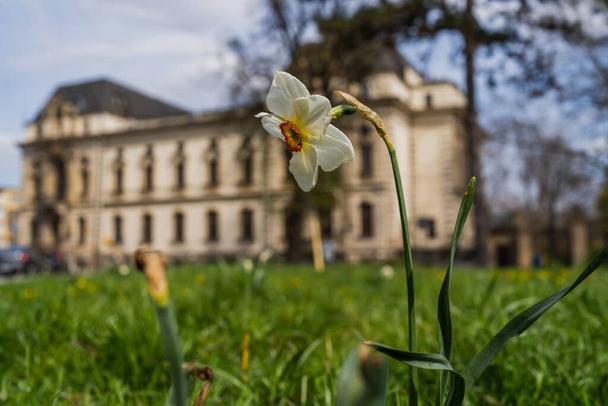 Narcissus flower on blurred urban street in Wroclaw - Photo, Image