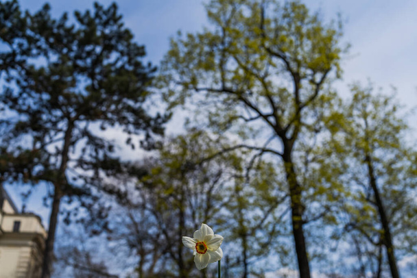Low angle view of narcissus flower outdoors  - Photo, Image