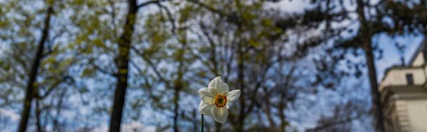 Low angle view of narcissus flower outdoors, banner  - Photo, Image