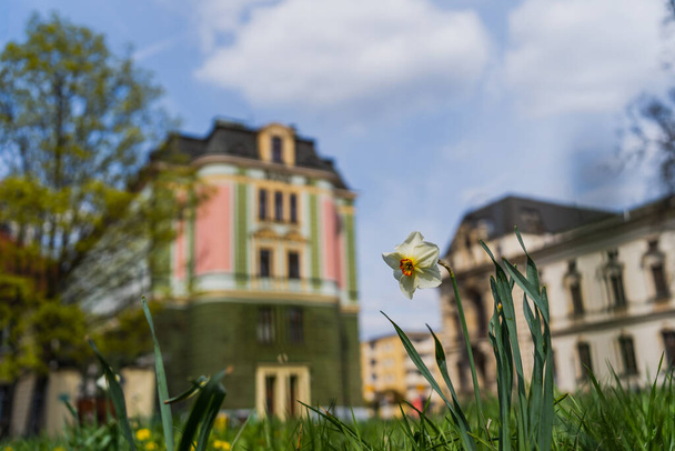 Narcissus flower on blurred urban street in Wroclaw - Photo, Image