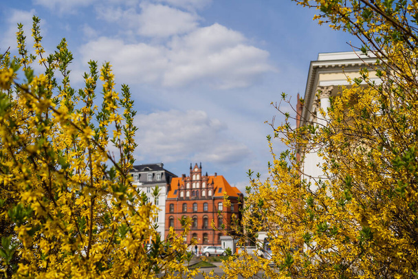 Kwitnące drzewa i zamglone budynki przy ulicy miejskiej we Wrocławiu - Zdjęcie, obraz
