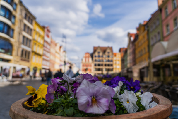 Flowers in flowerbed on blurred street in Wroclaw - Zdjęcie, obraz
