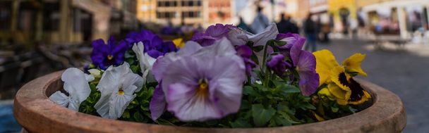 Blooming flowers in flowerbed on blurred urban street in Wroclaw, banner  - Photo, Image