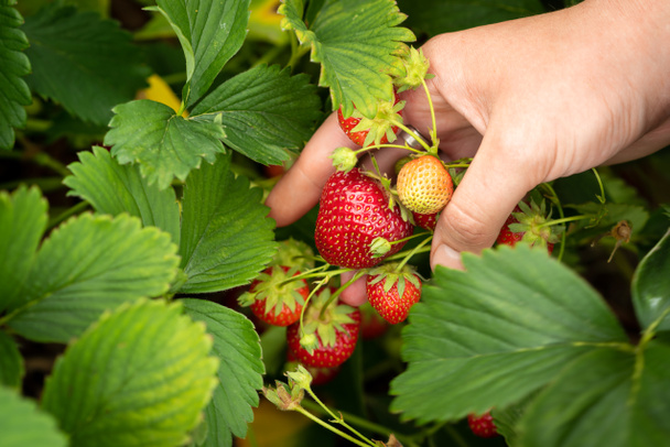 Harvesting strawberries. Hands with strawberries on the background of a strawberry patch - Photo, Image