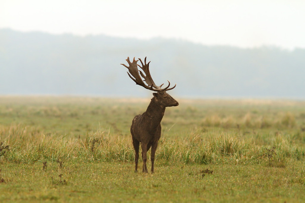 Wild fallow deer stag - Photo, Image