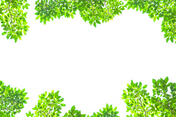 hermosas hojas verdes sobre fondo blanco - Foto, Imagen