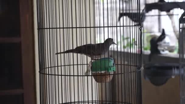 The bird dances in its black cage - Footage, Video