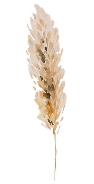 Brown Watercolor dried pampas grass, boho tropical Bohemian illustration isolated. Beige design Element for bohemian wedding design, greeting cards and crafting - Foto, afbeelding