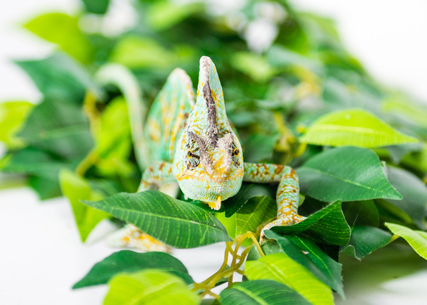 Hiding Chameleon - Photo, image
