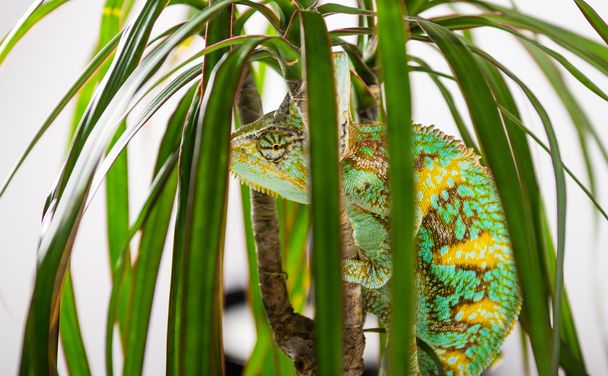 Lezení Chameleon - Fotografie, Obrázek