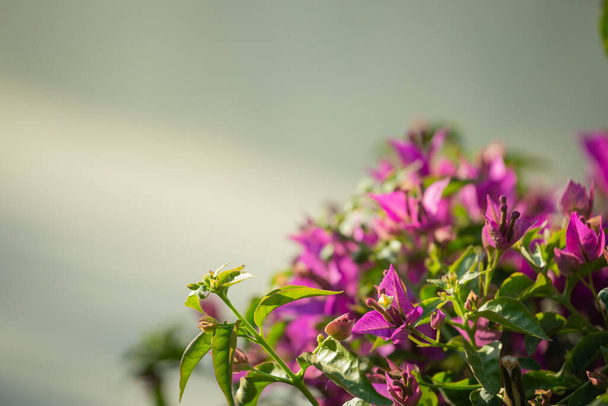 Kis rózsaszín Bougainvillea bokor világos háttér a kertben. - Fotó, kép