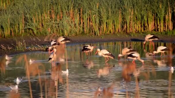 Muchas aves cigüeñas y gaviotas en la orilla del lago cerca de las cañas verdes al atardecer del amanecer. Una bandada de cigüeñas se paran, comen, se limpian en agua cerca de la orilla. Muchas gaviotas blancas nadan cerca en el agua - Imágenes, Vídeo