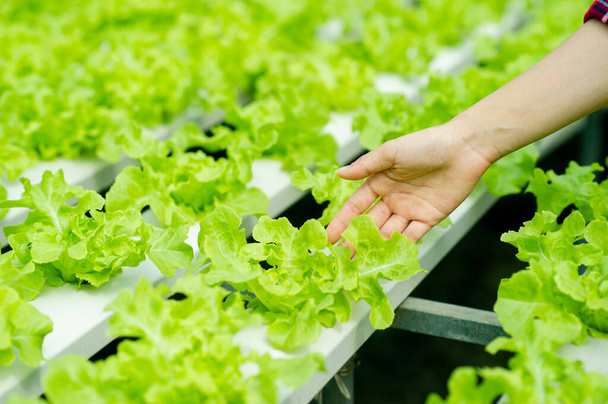 Odkryj ekologiczną działkę warzywną warzywa ekologiczne Zielone warzywa i działkę warzywną ogrodnika - Zdjęcie, obraz