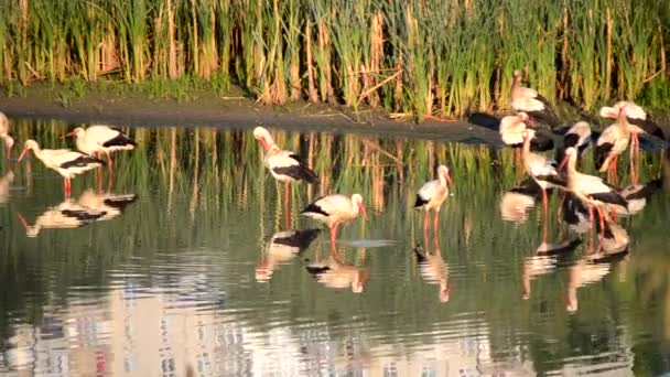 Многие птицы аисты и чайки на берегу озера возле зеленой тростника на закате солнца. Стадо аистов стоит, ест, очищается в воде у берега. Многие белые речные чайки плавают поблизости в воде - Кадры, видео