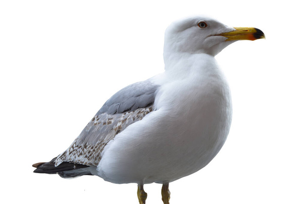Cute seagull with yellow beak with white gray feathers, isolated on white background - Foto, immagini