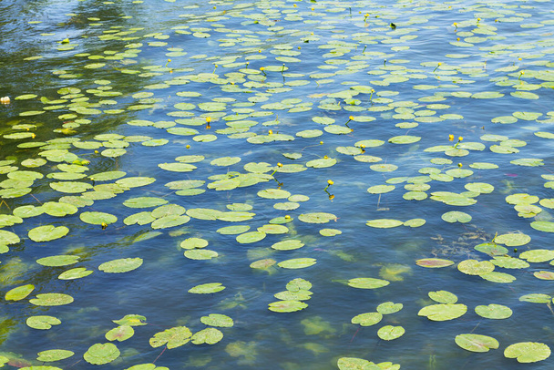 Lirio de agua amarilla o flores de Nuphar Lutea en el lago de verano - Foto, Imagen