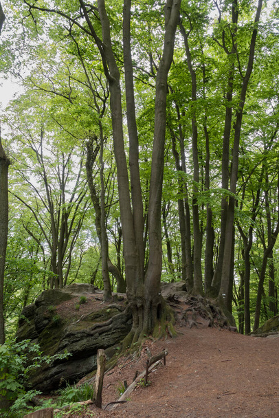 big trees growing on the rocks and big roots on walking trail in the teutoburgerwald in germany - Photo, image