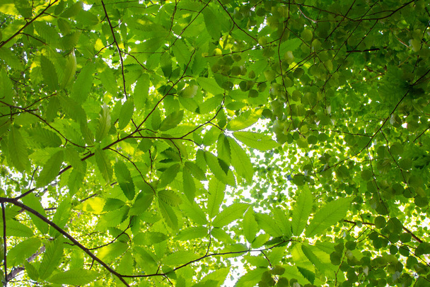 Baldachim z promieni słonecznych świecących przez zielone liście - Zdjęcie, obraz